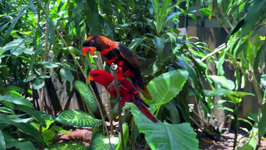 Black capped lory parrot on tropical branch