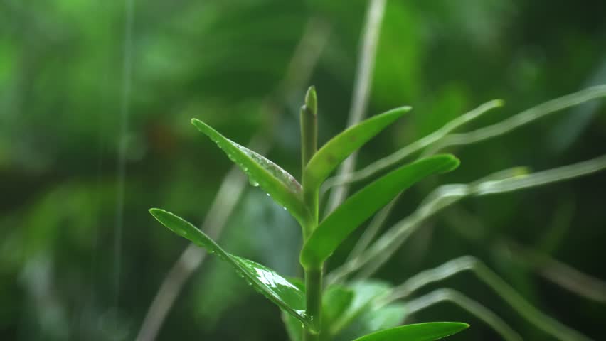 Close up of green dendrobium orchid plant with long aerial roots during rainfall in a lush tropical garden.