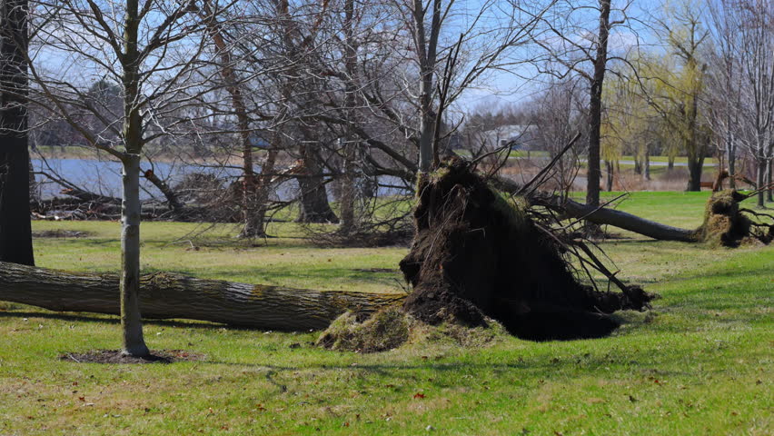Fallen Trees After Tornado in Park Area