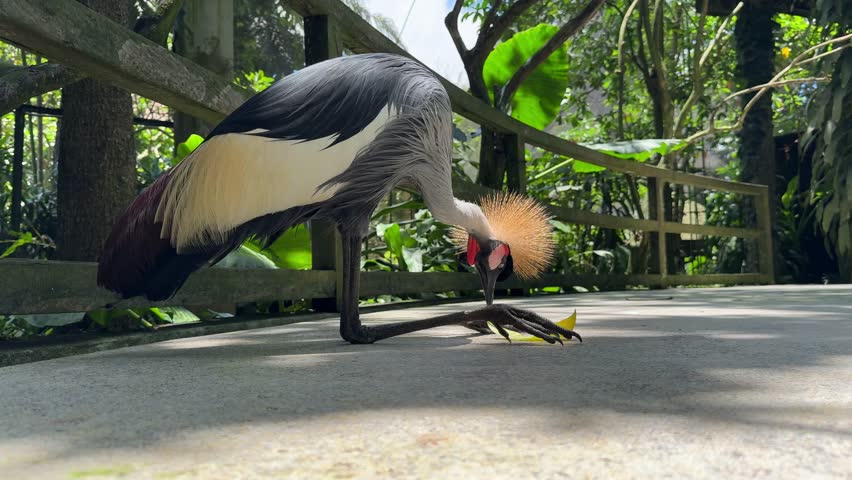 Grey crowned crane walking in tropical bird park