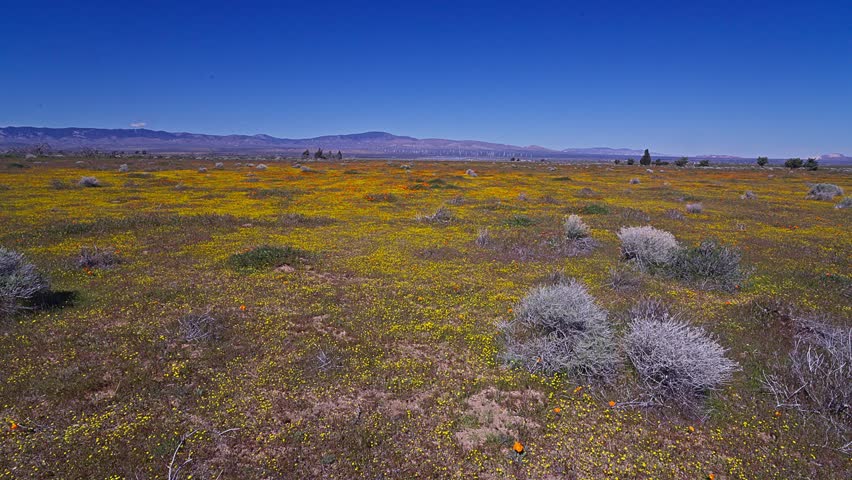California goldfields (Eschscholzia californica) and California Poppies blooming in Apple Valley, California. Flowers blooming across desert hills during a spring superbloom near Antelope Valley