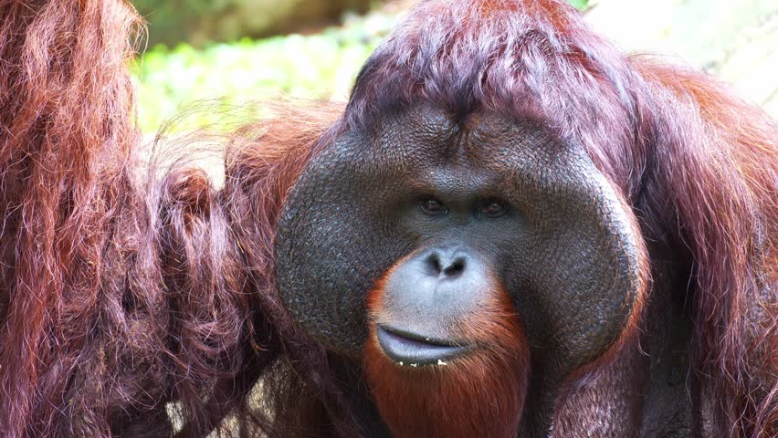 Close up portrait shot of an adult male Orangutan with prominent cheek pads.