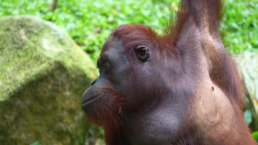 Close up portrait shot of an adult Orangutan.