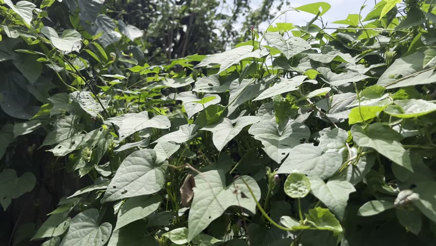 Sweet potato vine leaves moving softly in natural sunlight