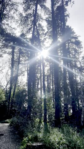 Bright sunlight filtering through tall forest trees creating dramatic rays of light in a natural woodland environment.