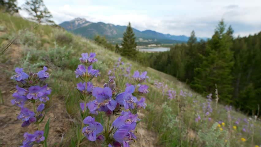 Purple wildflowers growing on a hillside with a lake and mountains in the background