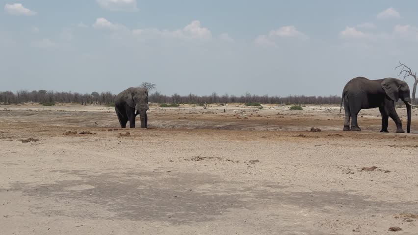 Pan right view of African bush elephants (Loxodonta africana) at waterhole in Savuti (Savute) region of the Chobe National Park, Botswana.