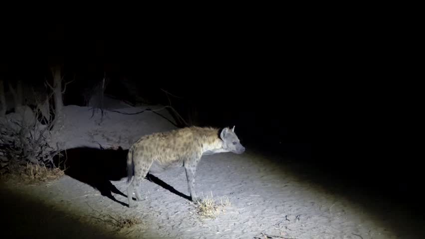 Spotted hyenas (Crocuta crocuta) at night. Khwai, Botswana.