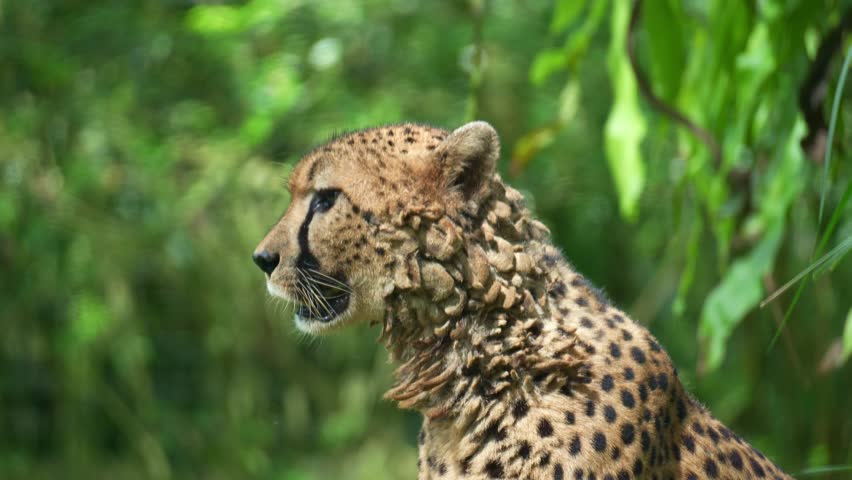 Close up portrait shot of a wet cheetah (Acinonyx jubatus) looks around the surroundings, flapping its ears to deter flies.