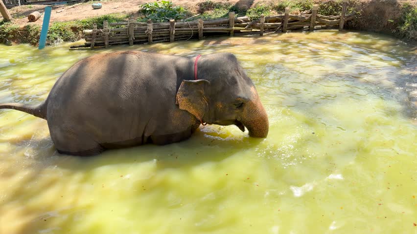 A large Thai elephant cools off while bathing in a murky pond under bright sunlight