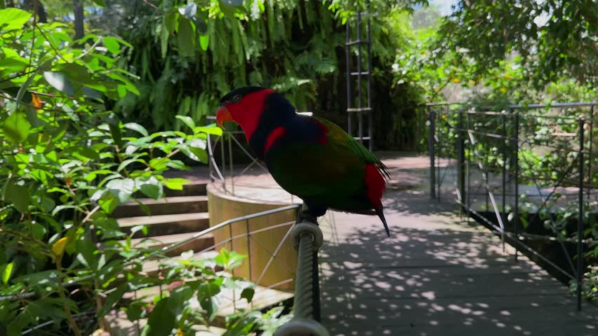 Black capped lory parrot sitting on branch in tropical forest
