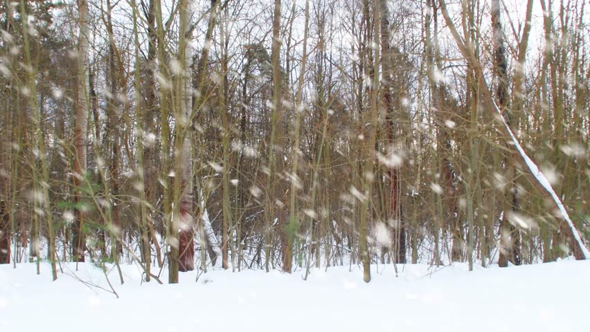 Winter landscape with trees. Tree trunks and branches without leaves in the snow.