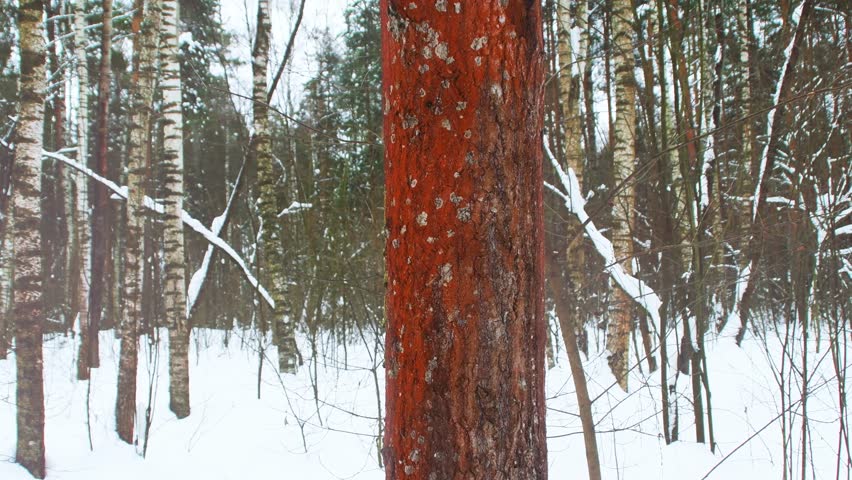 A tree growing in iron-rich soil. The trunk is covered with a rust-colored red coating. Metal poisoning of the soil.