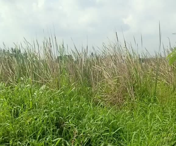 Tropical meadow with green grass and shrubs on a cloudy day.