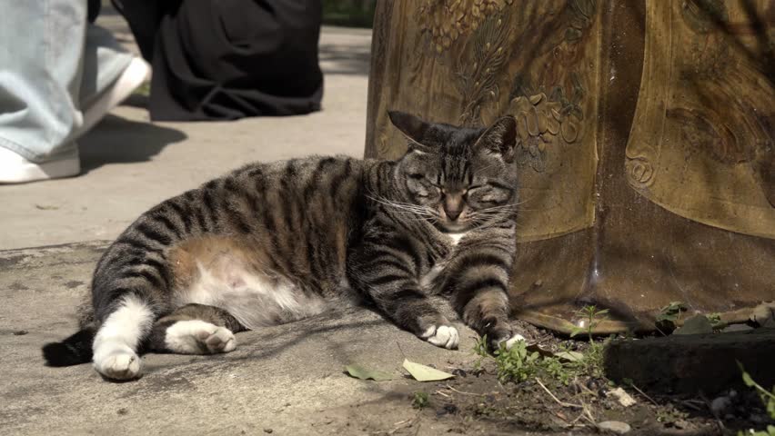 Fat Tabby Cat Lying Down in Suzhou Xiyuan Temple