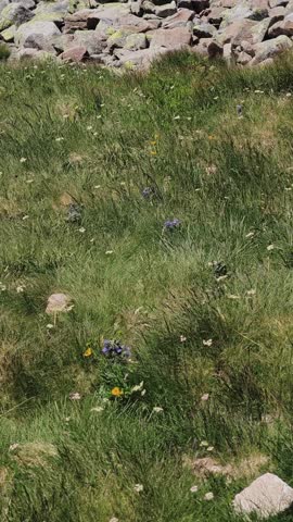 Fresh green grass and colorful alpine wildflowers gently swaying in the breeze on a sunny day. Natural mountain scenery with stones and flora in Demanovska Dolina, Slovakia, Chopok
