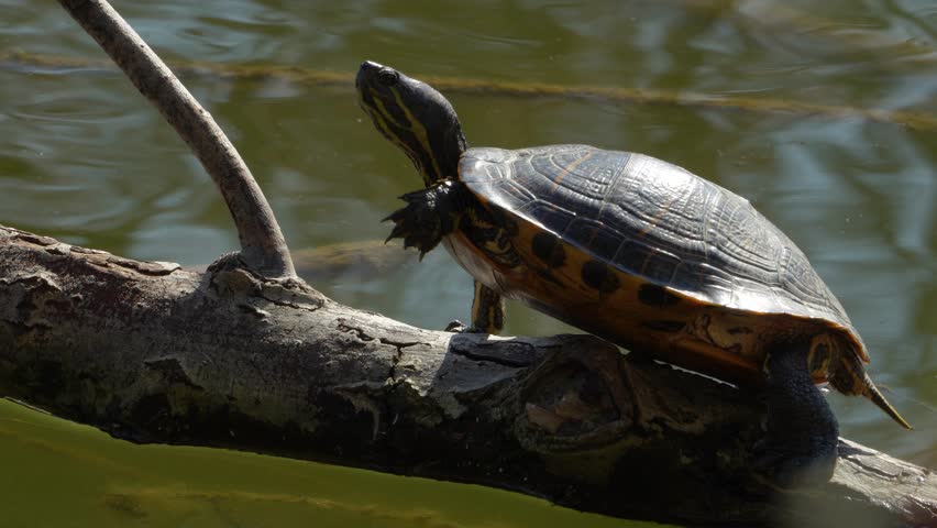 Red-eared Slider Turtle Regulating Body Temperature by Sunbathing on a Log in Nature