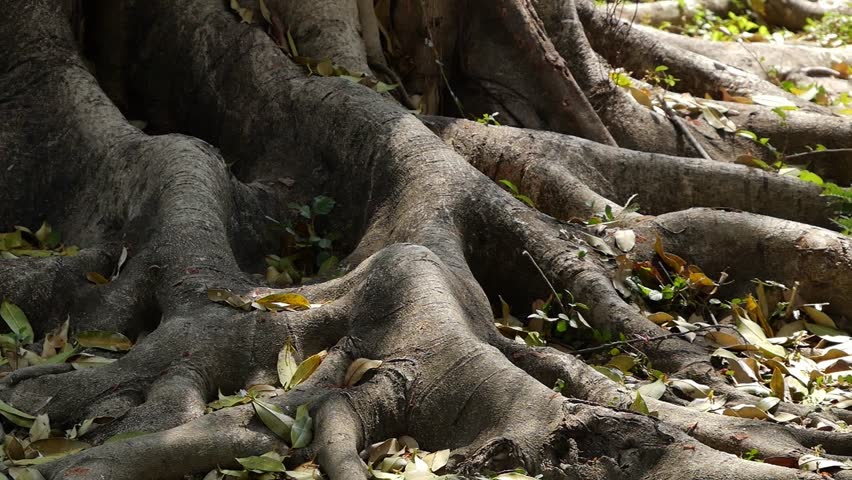 Close-up of large, intricate tree roots spreading across the ground covered in dry leaves. Showcases the strength and longevity of nature.