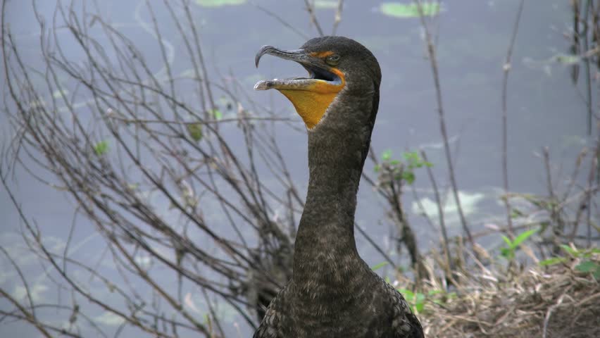 Close-up footage of a Double-crested Cormorant standing near a body of water with its beak open and head tilted upward. The bird’s dark plumage, long neck, and distinctive orange-yellow throat.