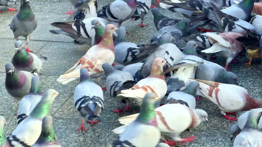 A multitude of city pigeons walking and feeding on the ground in a public square