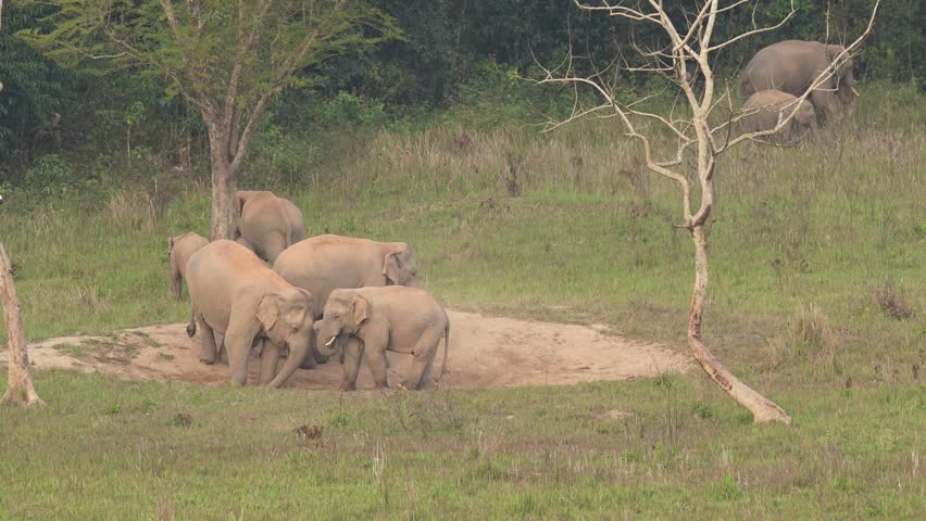 Mother elephants and female elephants gather to feed and protect their youngsters coming to eat soil, minerals. Khao Yai National Park