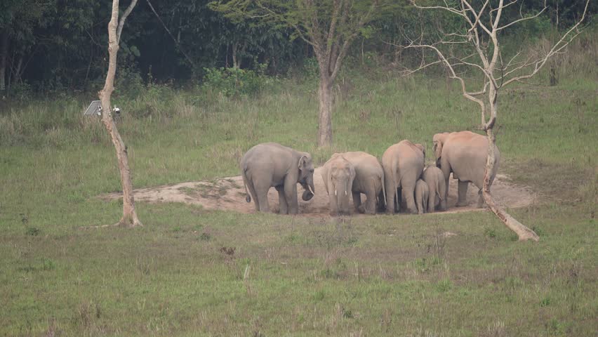 Mother elephants and female elephants gather to feed and protect their youngsters coming to eat soil, minerals. Khao Yai National Park