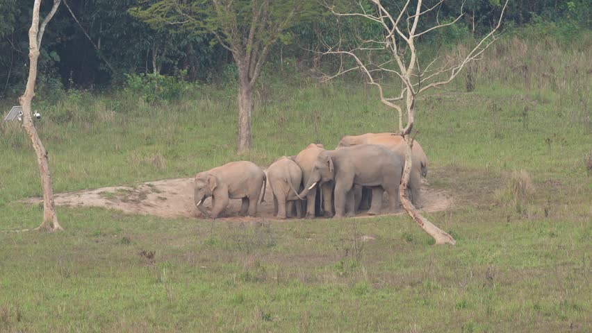 Mother elephants and female elephants gather to feed and protect their youngsters coming to eat soil, minerals. Khao Yai National Park