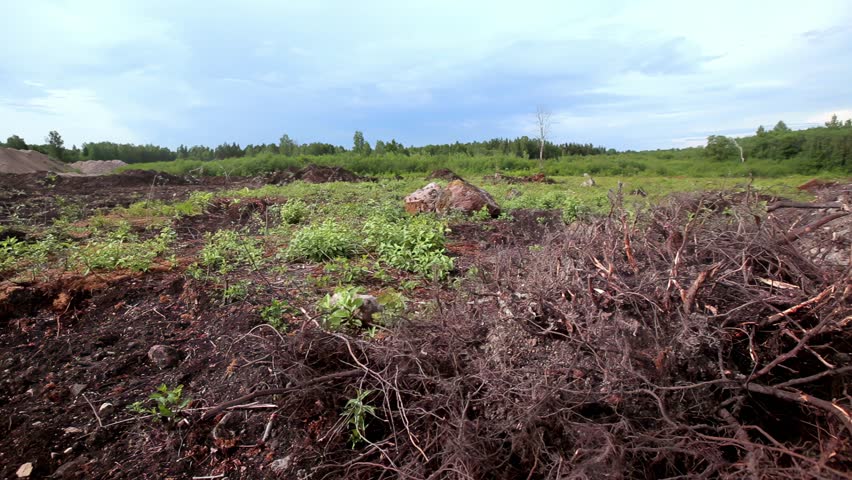 Uprooted tree roots and branches on cleared forest lands in the summer