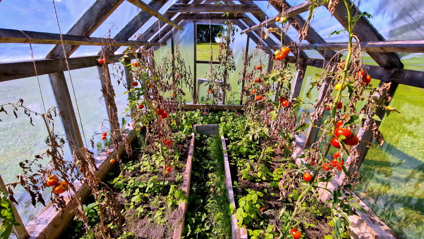 Entering the tomato garden fruit in the greenhouse in Cesis, Latvia