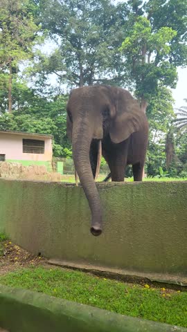 African elephant inside the enclosure at Parc Zoologique d'Abidjan in Abidjan, wildlife scene from a zoo environment in West Africa.