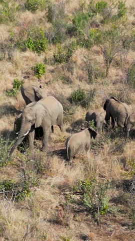 Safari Trip At Kruger In National Park South Africa. Africa Safari Landscape. Wildlife Scenery. Game Drive Background. Kruger At National Park South Africa. Big Five Animals.