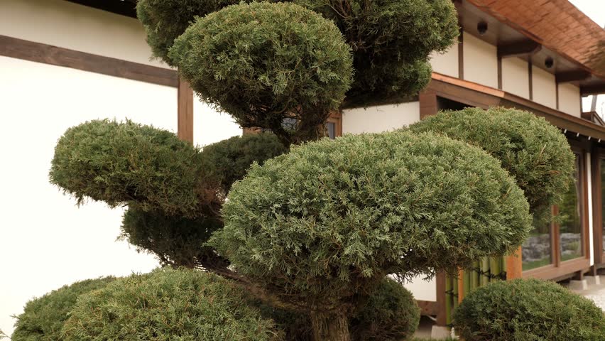 A coniferous tree in a beautiful Japanese garden. View of the spring Japanese garden. Nature. Cinematic coniferous trees in the bonsai style. Beautiful Japanese conifer garden.