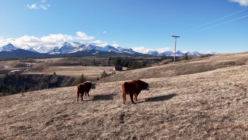 Two cows graze in a dry pasture with snow capped mountains and blue sky in the Montana countryside.