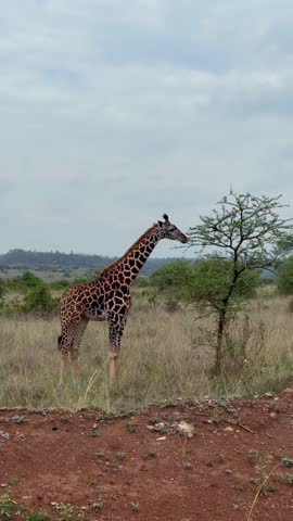 Giraffe stretches neck to reach tree leaves. Tall legs stand on red earth. Sky overcast with soft clouds. Grassland surrounds sparse trees. Perfect for wildlife documentaries or safari promotions