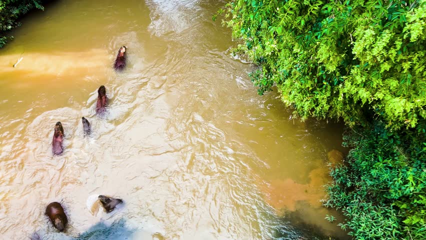 A group of capybaras, including children, swim in a murky river in Curitiba, Brazil.