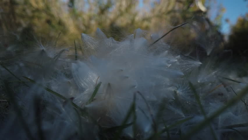 Cottonwood tree seeds resting on grass blown by the wind, close up
