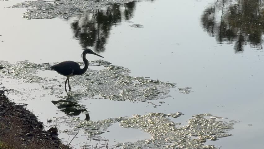 Tri-colored heron hunting along a lake shore