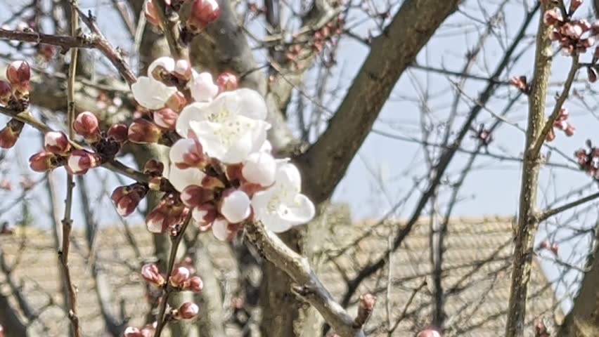 the very pretty white tree blossms close up