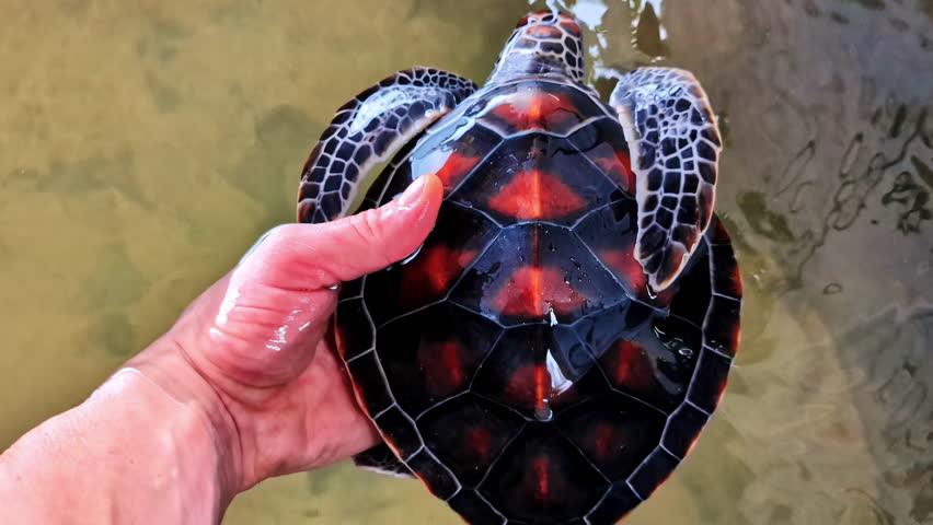 Hand releases juvenile sea turtle with a black shell with bright orange-red patterns