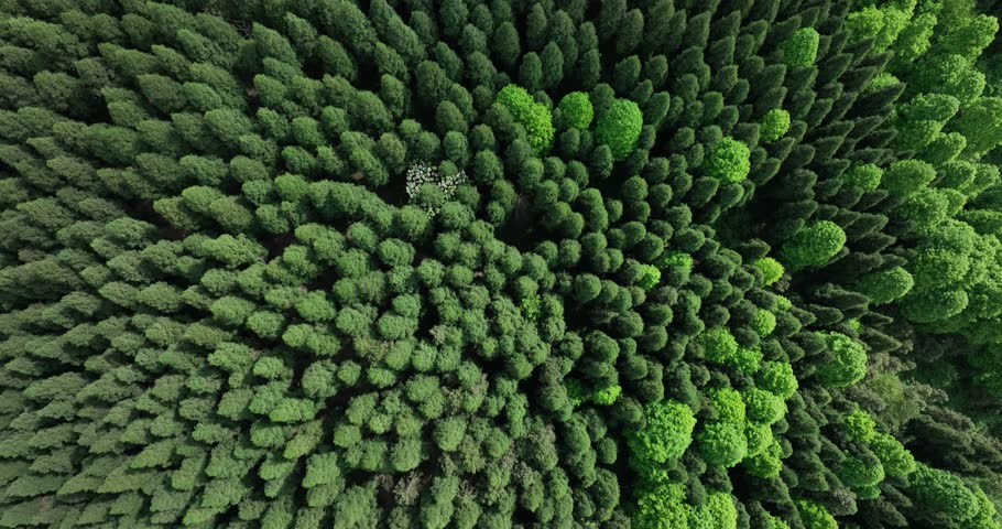 Aerial footage of beautiful forest mountain landscape