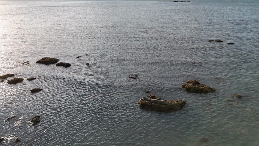 Big saltwater crocodile, Crocodylus porosus, also estuarine crocodile at the coastline of the torres strait in tropical north Queensland at the tip of Cape York, a dangerous predator.