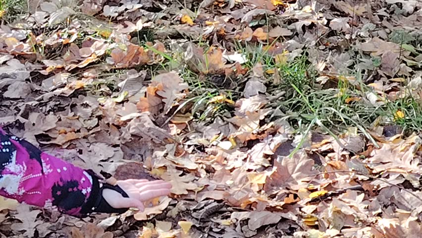 Cute little squirrel eating food in a forest, surrounded by  trees and natural greenery