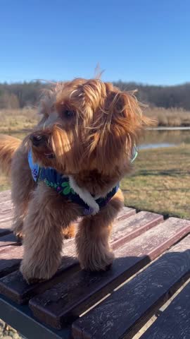 Cute brown dog standing on wooden bench outdoors looking into distance on sunny day in park