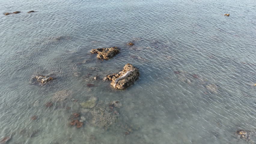 Big saltwater crocodile, Crocodylus porosus, also estuarine crocodile at the coastline of the torres strait in tropical north Queensland at the tip of Cape York, a dangerous predator.