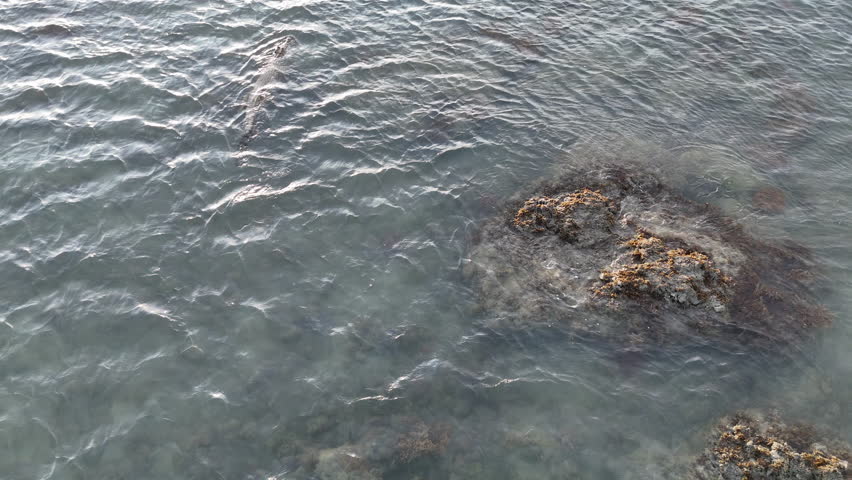 Big saltwater crocodile, Crocodylus porosus, also estuarine crocodile at the coastline of the torres strait in tropical north Queensland at the tip of Cape York, a dangerous predator.