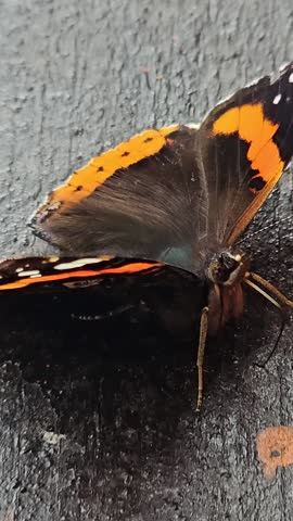Butterfly Sun Admiral, Vanessa atalanta Red Admiral Vanessa Atalanta butterfly.