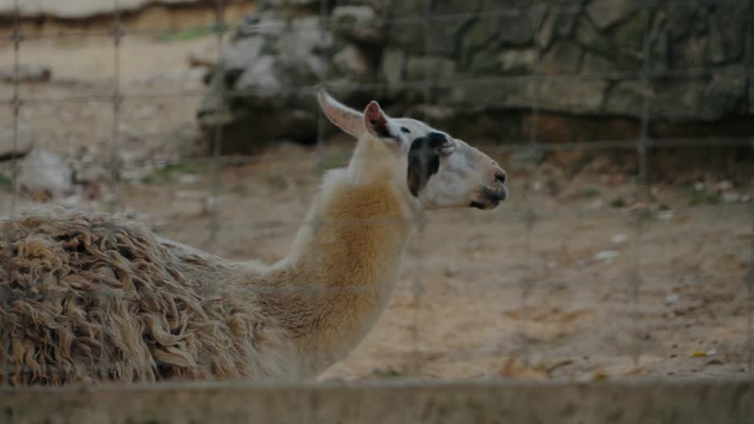 A llama stands in its enclosure at the zoo. It is looking to the side, and its long neck and shaggy fur are visible. The llama appears calm and relaxed in its surroundings.
