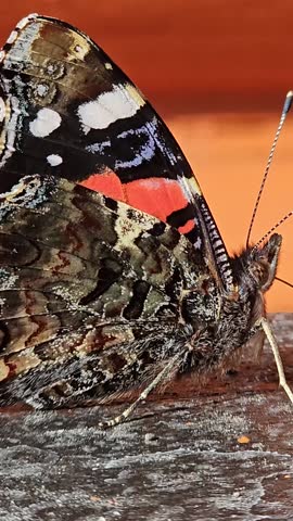 Butterfly Sun Admiral, Vanessa atalanta Colorful Red Admiral butterfly, Vanessa atalanta, landing on a red brick wall and gently fluttering its wings in the warm sunlight