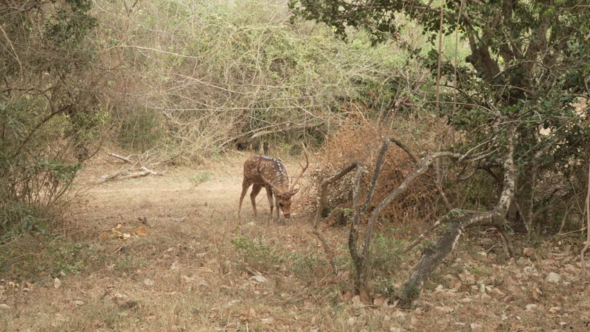 Spotted deer with antlers standing in dry forest on safari