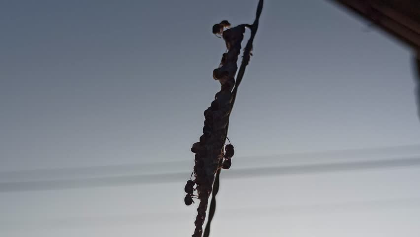 A bee gently lands at the tip of a hanging rope, balancing with delicate wings in a calm outdoor setting, capturing a quiet moment of nature and curiosity.